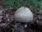 Tüskés galóca (Amanita echinocephala), Budai-hegység